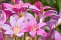 Pink and Lavender Lily Flowers Royalty Free Stock Photo