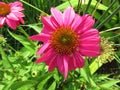 Pink Lazy Susan Flower in Summer