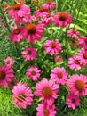 Pink Lazy Susan Flowers in the Garden in Summer