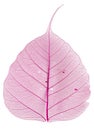 Pink leaf Royalty Free Stock Photo