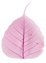 Pink leaf