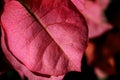 Pink Leaf Royalty Free Stock Photo