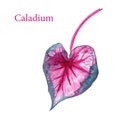 Pink leaf of Caladium plant
