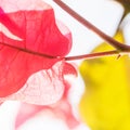 Pink leaf in contrejour lighting