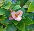 Pink leaf flowers with green leaves