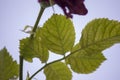 Pink leaf on natural sky background, closeup Royalty Free Stock Photo