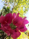 Pink leaf plant beauty exponential