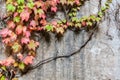 Pink leafs on decaying concrete wall. Royalty Free Stock Photo