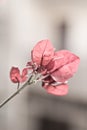 Pink leafs, flower, stem Royalty Free Stock Photo