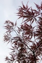 Pink leaves on the branches of the Japanese maple Royalty Free Stock Photo