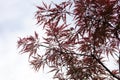 Pink leaves on the branches of the Japanese maple Royalty Free Stock Photo