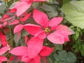 Pink leaves of Christmas Star plant Royalty Free Stock Photo