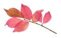 Pink leaves of Euonymus shrub on branch isolated Royalty Free Stock Photo