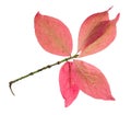 pink leaves of Euonymus shrub on twig in autumn Royalty Free Stock Photo