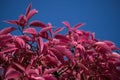 Pink Leaves of an exotic tree on blue sky. Royalty Free Stock Photo