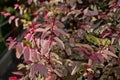 pink leaves of a snowbush - Breynia disticha Royalty Free Stock Photo
