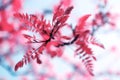 Pink leaves in sunshine against background of the blue sky