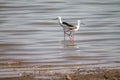 Pink legs black tilted bird