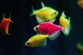 Pink and lemon glowing tetra Glofish breed, colorful adults, freshwater characin fish in natural aquarium, free space