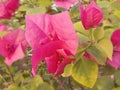 pink Lesser Bougainvillea