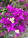 Pink Lesser Bougainvillea