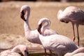 Pink lesser flamingo, Phoeniconaias minor Royalty Free Stock Photo