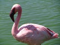 Pink lesser flamingo by the sea - Phoeniconaias minor