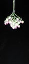 Pink light bright fruit kaari paata fall nature Royalty Free Stock Photo