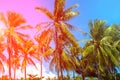 Pink light on coco palm trees. Tropical landscape with palms. Palm tree crown on blue sky. Royalty Free Stock Photo