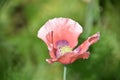 Looking Down Into a Pink Poppy Blossom Royalty Free Stock Photo