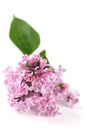 Pink lilac Royalty Free Stock Photo