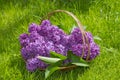Pink lilac in a basket Royalty Free Stock Photo