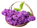Pink lilac in a basket Royalty Free Stock Photo