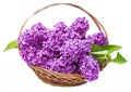 A pink lilac in a basket Royalty Free Stock Photo