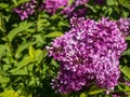 Pink lilac blooms in the Botanical garden in th spring