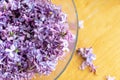 Pink lilac blossom petals for aromatheraphy use