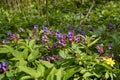 Suffolk lungwort blossom in green leaves, pagan ritual herb, mysterious atmosphere meadow, blurred tree trunk