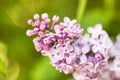 Pink lilac branch on green leaves in spring macro Royalty Free Stock Photo
