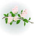 Pink lilac branch vector Royalty Free Stock Photo