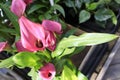 Pink lilac Calla Lily flowers with rain drops Royalty Free Stock Photo