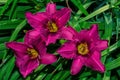 Pink-lilac Daylilies flowers Latin: Hemerocallis on green leaves background in floral garden. Flowers close up. Soft selective Royalty Free Stock Photo