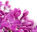 Pink lilac flower Royalty Free Stock Photo