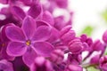 Pink lilac flower. Royalty Free Stock Photo