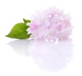 Pink lilac flower. Royalty Free Stock Photo