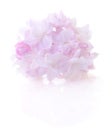 Pink lilac flower. Royalty Free Stock Photo