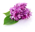 Pink lilac flower. Royalty Free Stock Photo