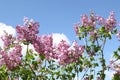 Pink lilac flower sky background Royalty Free Stock Photo