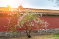 Pink lilac flowerSyringa vulgaris blooming in Forbidden City with sunshine sky Royalty Free Stock Photo