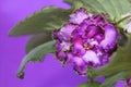 Pink lilac flower violet. Royalty Free Stock Photo