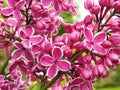 Pink lilac flowers